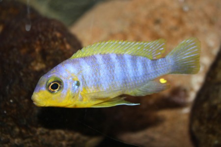 Pseudotropheus Aurora